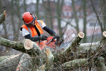 Snoeien en onderhoud